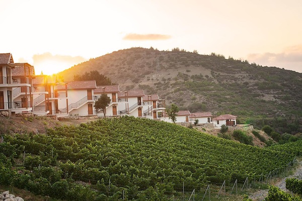 Gillham Vineyard Cyprus